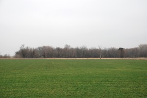 Hard red winter wheat field on our Kansas farm